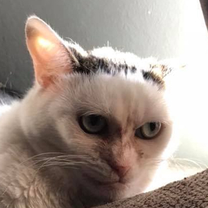 pfp