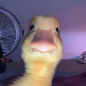 pfp