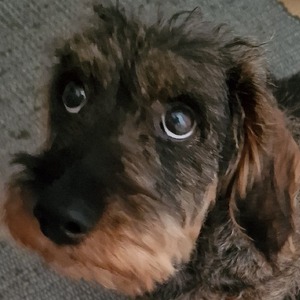pfp