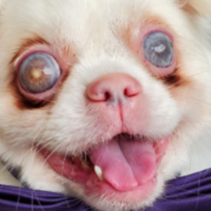 pfp