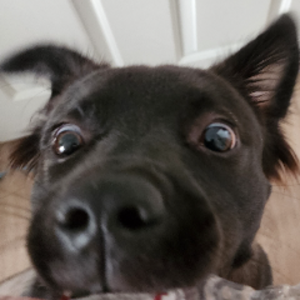 pfp