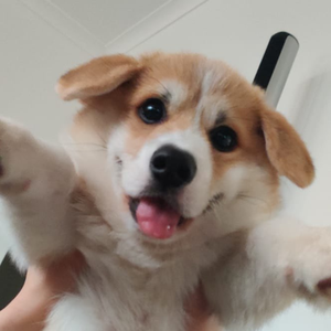 pfp