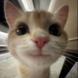 pfp