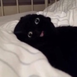 pfp