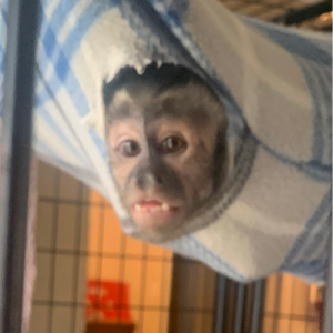 pfp