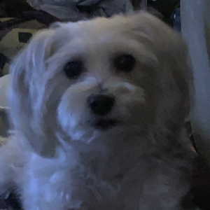 pfp