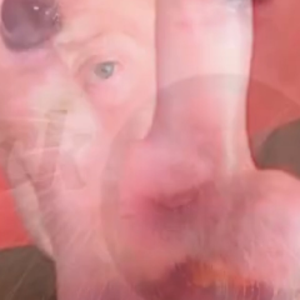 pfp