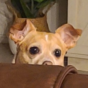 pfp