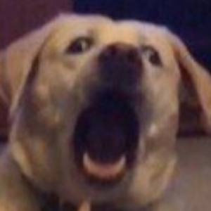 pfp