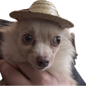 pfp