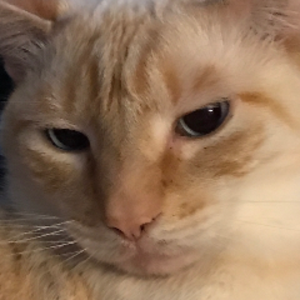 pfp