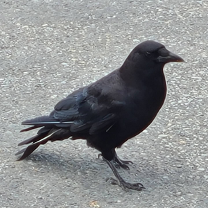 pfp