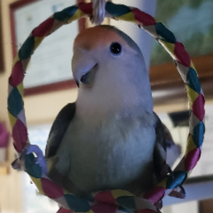 pfp