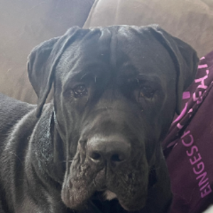 pfp