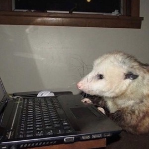 pfp