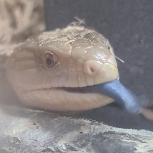 pfp