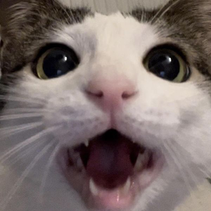 pfp