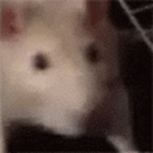 pfp