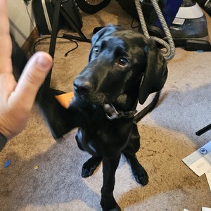 pfp