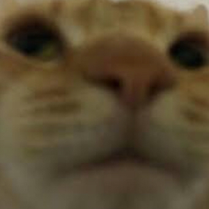 pfp