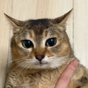 pfp