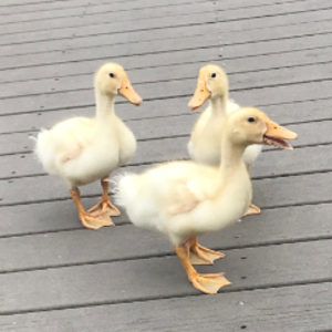 pfp