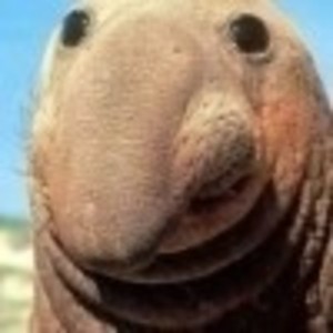 pfp